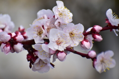 杏の花　２