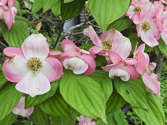 在庫処分・花水木ピンク　７
