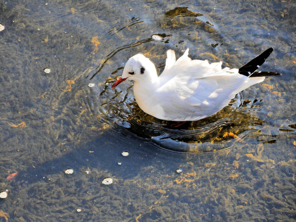 ユリカモメ　さん