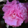 山茶花　６