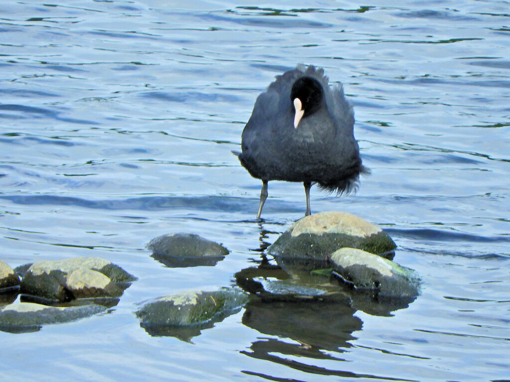 オオバン　ｷﾀ━(´◕ฺω◕ฺ｀)　６