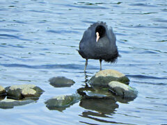 オオバン　ｷﾀ━(´◕ฺω◕ฺ｀)　６