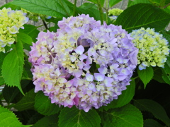紫陽花　５