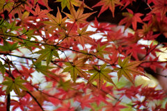 近所のお寺でⅡ　紅葉　４
