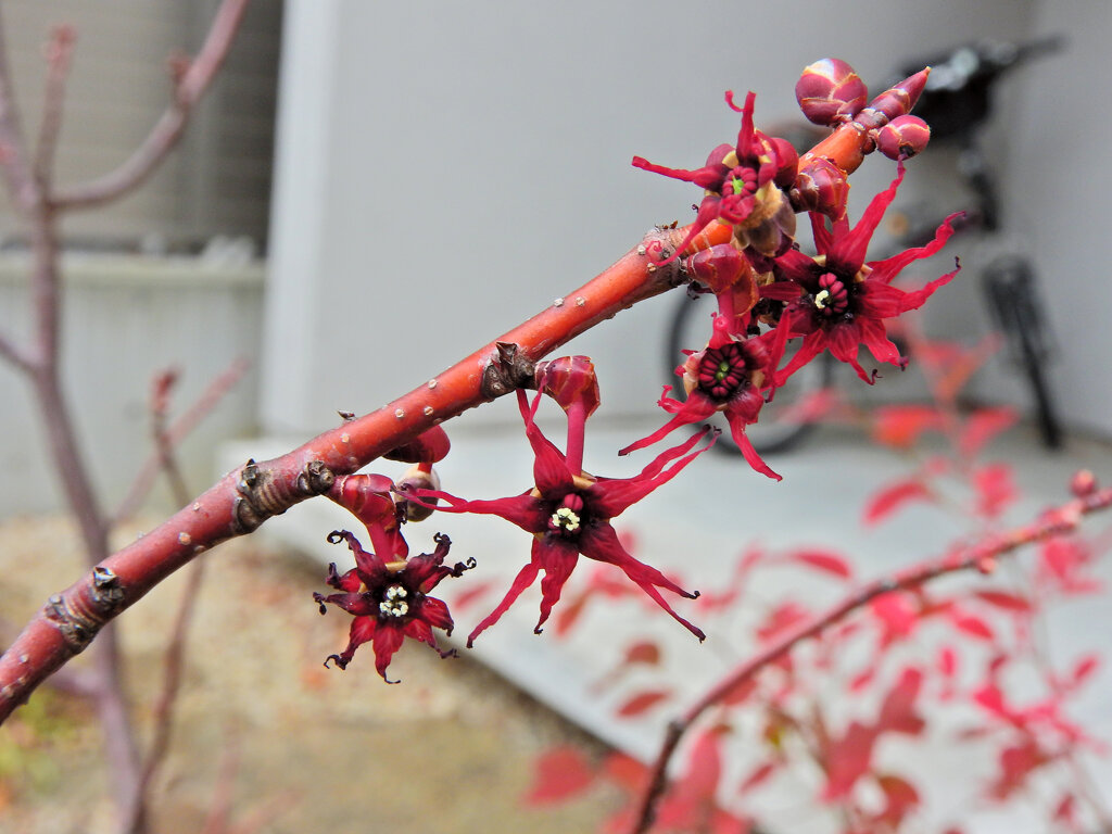 マルバノキ（丸葉の木）花　４