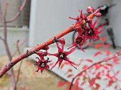 マルバノキ（丸葉の木）花　４