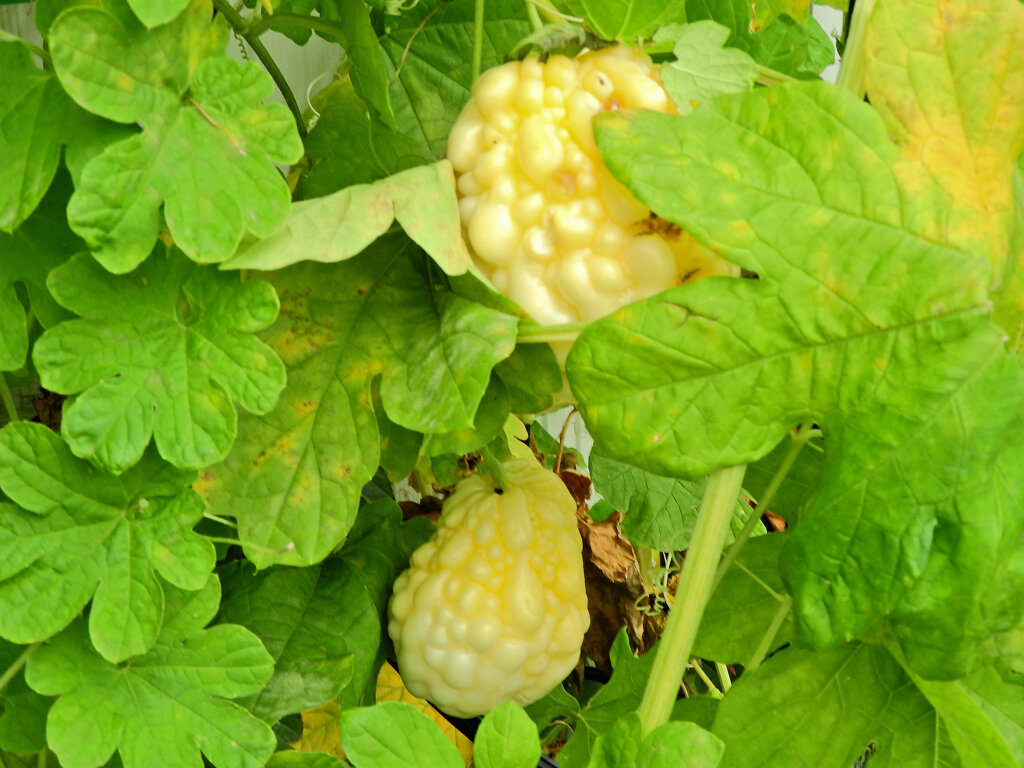 アップルゴーヤ　５