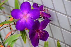 紫紺野牡丹　（しこんのぼたん）1/3