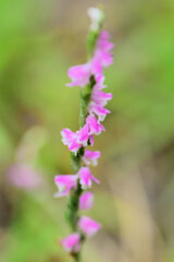 捩花 （ねじばな）捩摺（もじずり）３