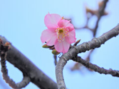 寒波に耐えて咲く　河津桜　３