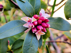 沈丁花 （じんちょうげ）が開花　１