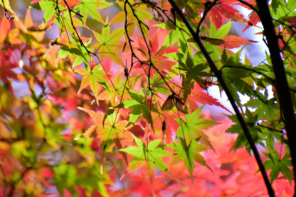 紅葉　②