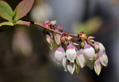 ブルーベリーの花６