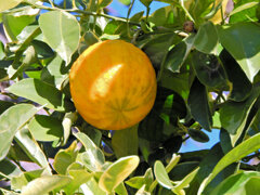 しまだいだい（縞橙、地球柑）３