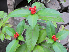 「千両（せんりょう）」の実　７