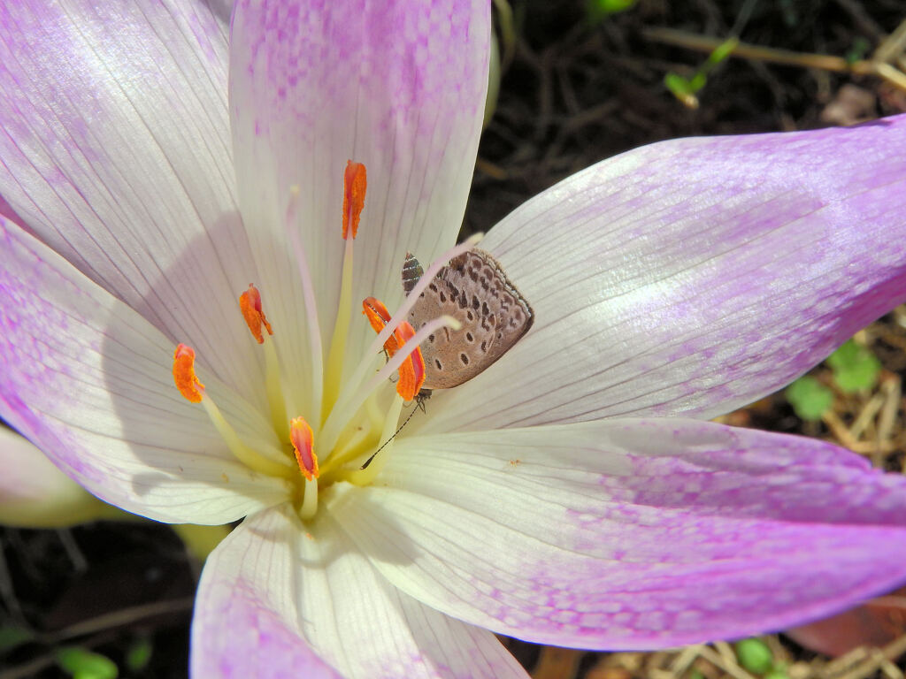 犬サフラン （いぬサフラン）１