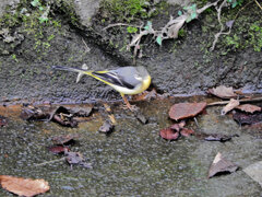 久々のキセキレイさん　１