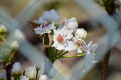 梨の花　開花　１