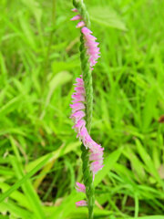 捩花　１