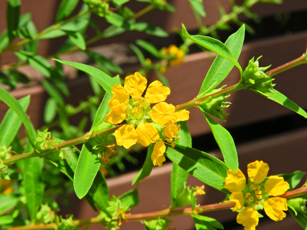 キバナミソハギ（黄花禊萩）１