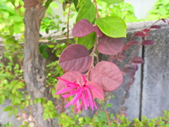 まだ咲いていた常磐満作　２