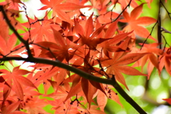 春紅葉　20