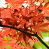 春紅葉　20