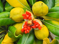 扉 （とべら）（実、タネ）４