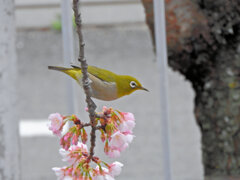 大寒桜（オオカンザクラ）にメジロ　３