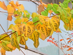 桂 （かつら）の紅葉　４