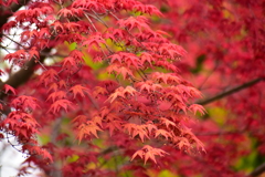 春紅葉　６