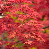 春紅葉　６