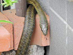 ヘビィ~>゜)～～～　につき閲覧注意！！　４