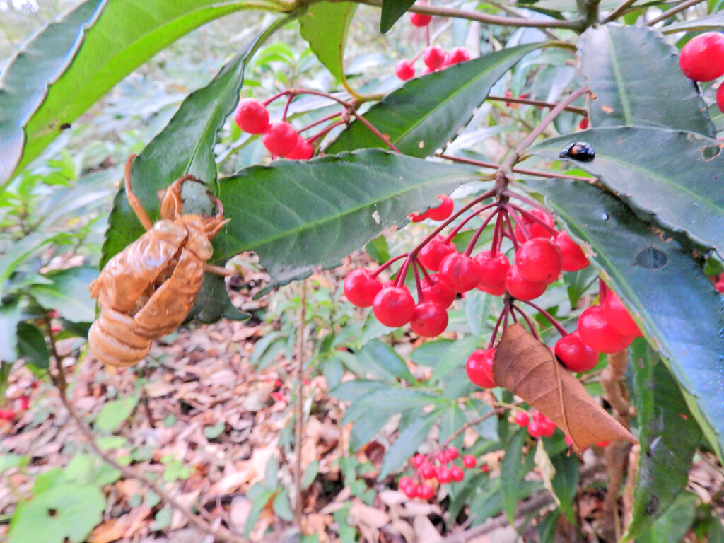 里山で万両と「 空蝉（うつせみ）」２