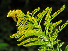 背高泡立草　２