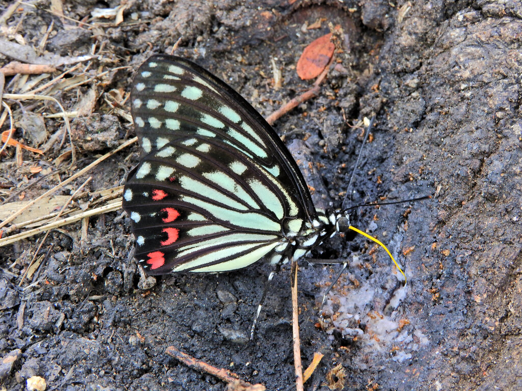 アカボシゴマダラ チョウ目　タテハチョウ科　コムラサキ亜科　７