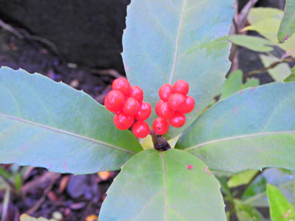 「千両（せんりょう）」の実　１