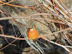 今日のカワセミ　さん　2/3