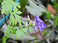 里山でヤマトリカブト　４