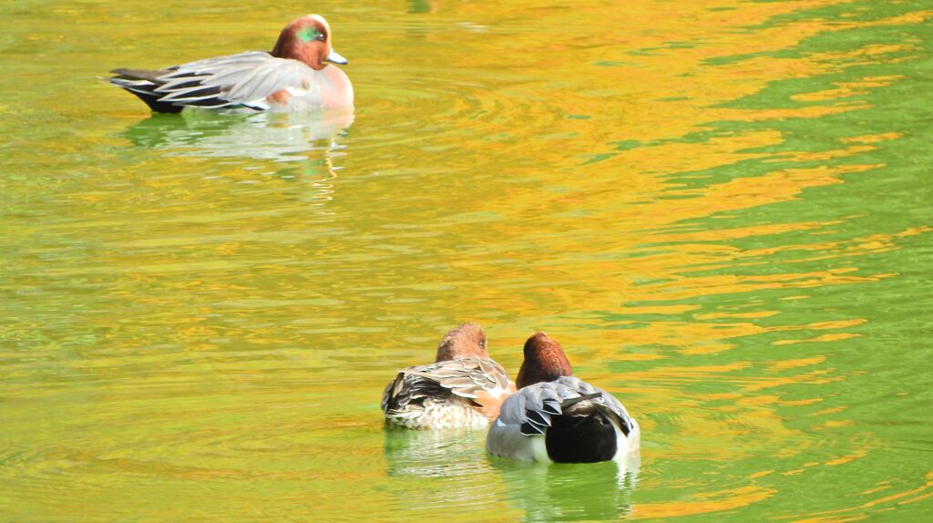 ヒドリガモ　３