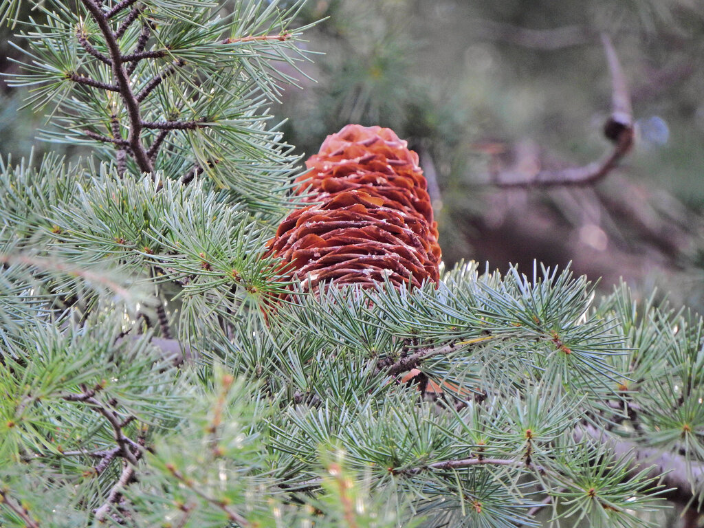 ヒマラヤスギ　実　３