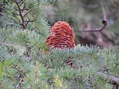 ヒマラヤスギ　実　３