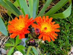 コウリンタンポポ（紅輪蒲公英）１