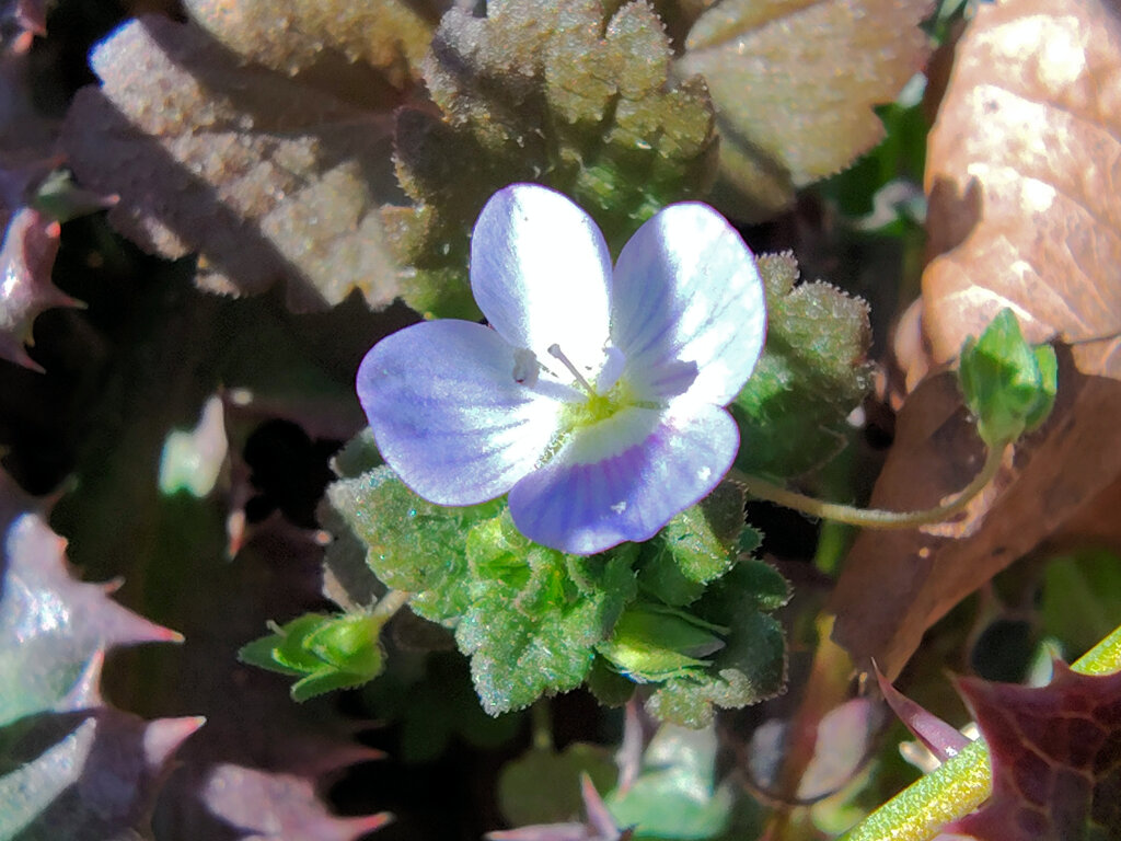 大犬のフグリ （おおいぬのふぐり）２