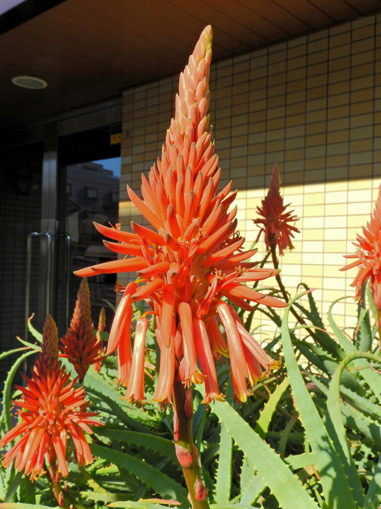 アロエの花　３