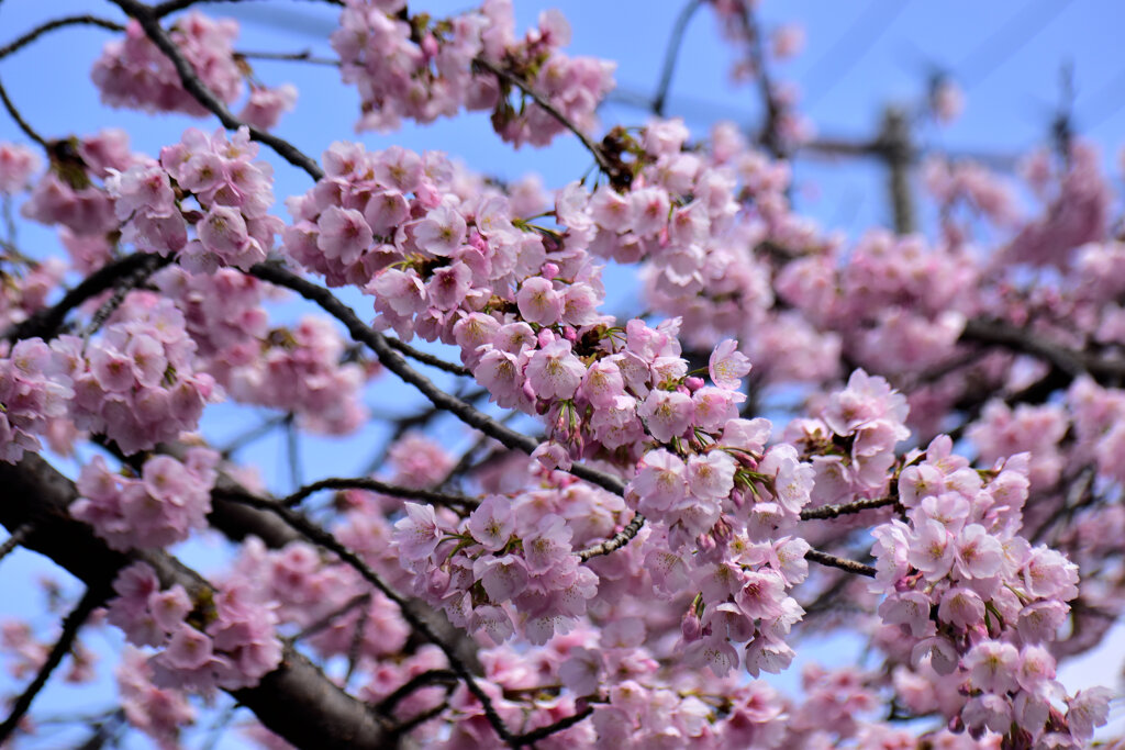 大寒桜（おおかんざくら）５