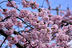 大寒桜（おおかんざくら）５