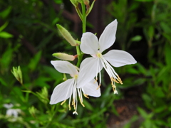 ガウラ   山桃草（やまももそう）白蝶草（はくちょうそう）２