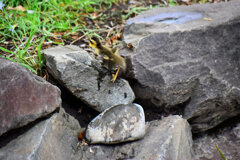 カルガモ一家（雛９羽）引っ越しに密着！！　１６