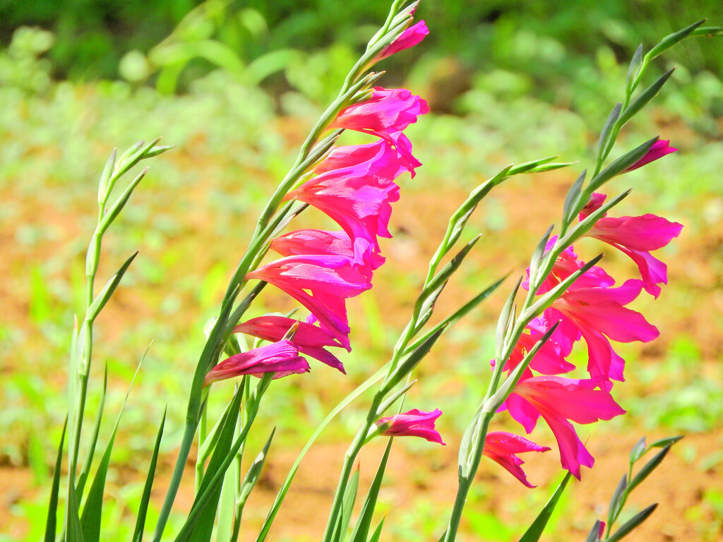  春咲きグラジオラス　ビザンティヌス 　４